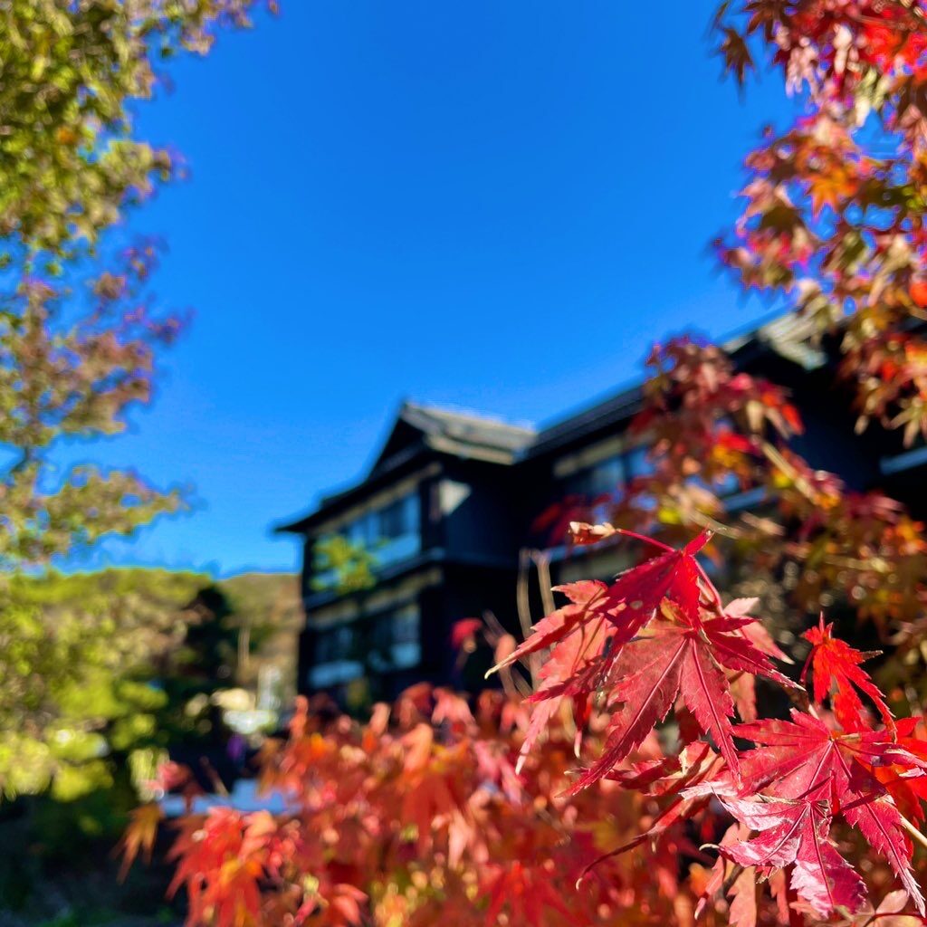 桂川から見る紅葉